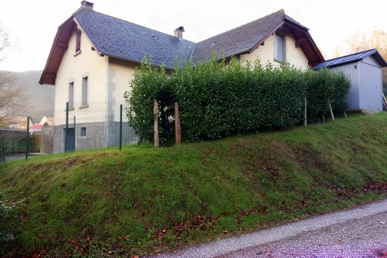 Haie de charme épaisse avant taille à Gelos